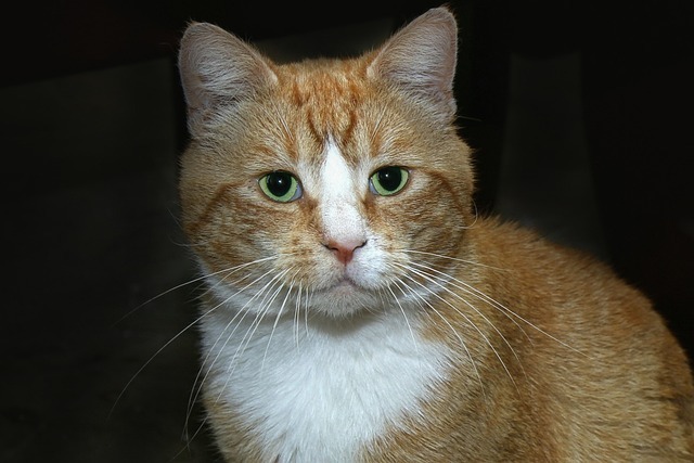 猫咪能不能遛:从科学到实操的全网最深度解析 4 猫咪能不能遛:从科学到实操的全网最深度解析 3
