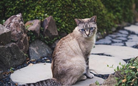 动物骨骼AI识别全网最全深度解析：专业宠物医学+智能技术应用指南