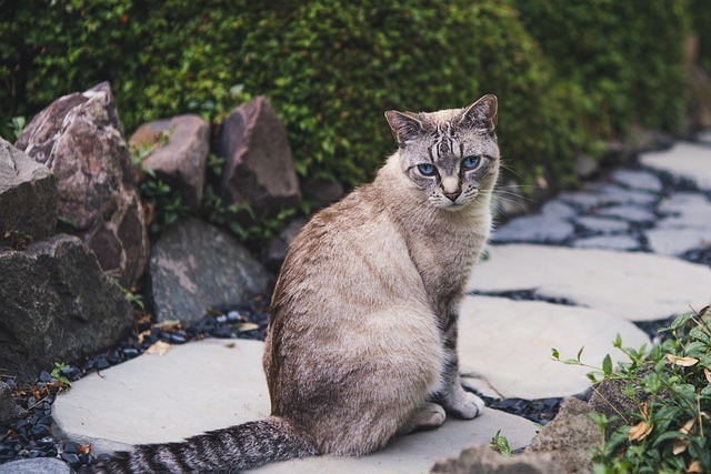 动物骨骼AI识别全网最全深度解析：专业宠物医学+智能技术应用指南 1