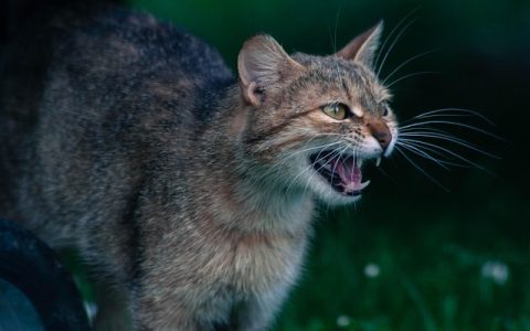 智能猫厕所优缺点全网深度解析：科学养猫不踩坑