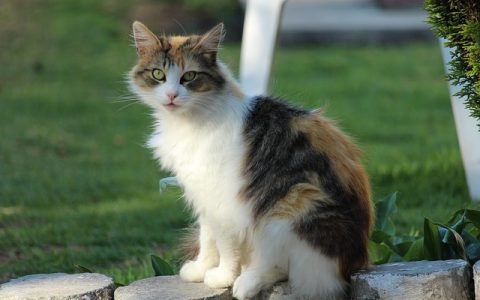 猫咪绝育后护理全网最全深度解析：从科学机制到AI智能守护