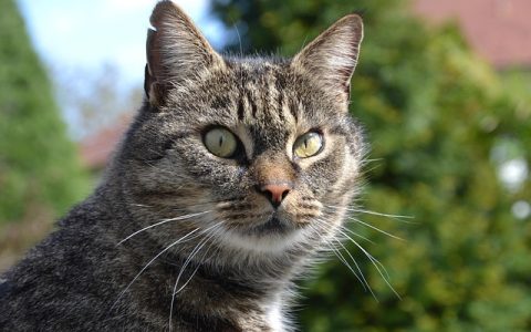 化毛膏和猫草哪个好？全网最全深度解析兼科学选型指南