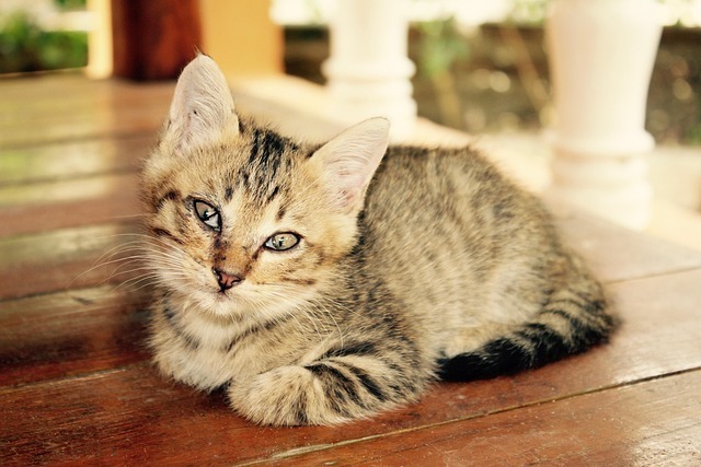 猫咪眼屎多怎么回事？全网最全深度解析与智能解决方案 3