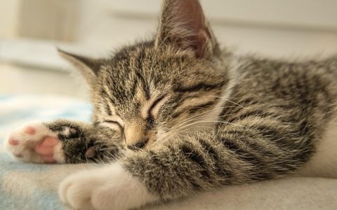 宠物绝育手术费用全网最全深度解析：价格背后的医学与科技真相