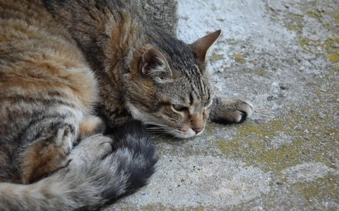 全网最全猫粮成分分析工具深度解析：科学选粮，从这里起步