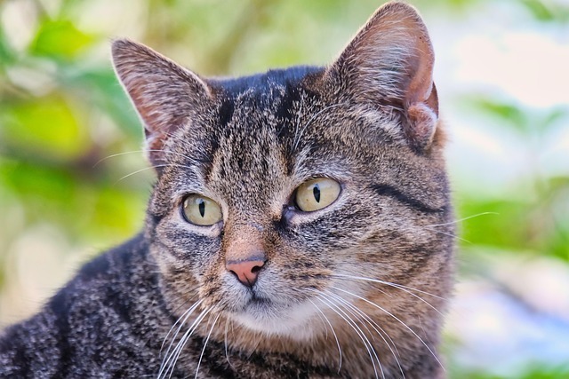 猫咪脂肪肝深度解析指南:成因、AI监测与科学治疗全景图 2 猫咪脂肪肝深度解析指南:成因、AI监测与科学治疗全景图 1