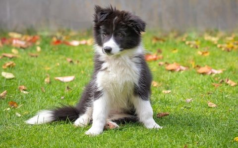 狗狗冠状病毒防治全攻略：深度解析与AI科技应用