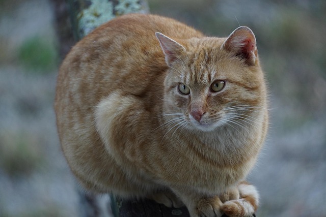 猫咪脂肪肝深度解析指南:成因、AI监测与科学治疗全景图 6 猫咪脂肪肝深度解析指南:成因、AI监测与科学治疗全景图 5