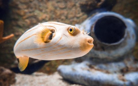 深海养殖装备全网最全深度解析：科技赋能下的蓝色经济新引擎