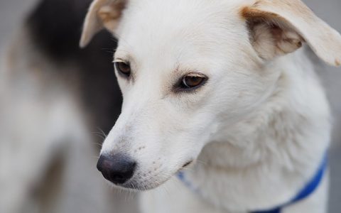 狗狗细小潜伏期全网最全深度解析：科学认知、风险管理与AI监控新趋势