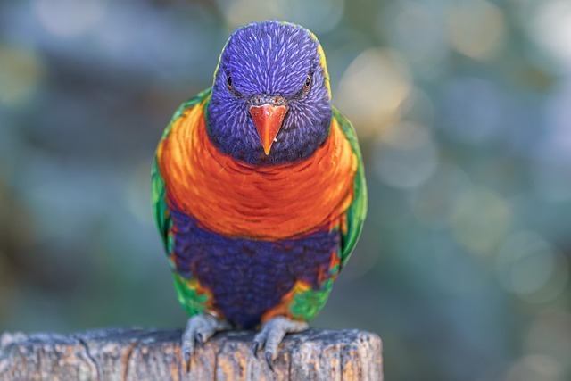 全网最全：鸟语翻译器软件深度解析与实战指南 3