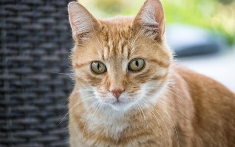 猫咪杯状病毒常见疑问与AI智能守护方案