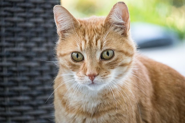 猫咪杯状病毒常见疑问与AI智能守护方案 2 猫咪杯状病毒常见疑问与AI智能守护方案 1