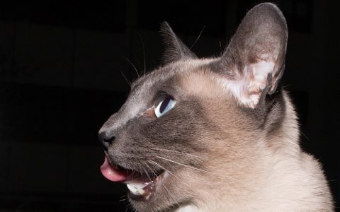 全网最全：体内驱虫和体外驱虫的区别深度解析（2026最新科学指南）