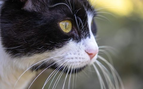 宠物驱虫药全网最全深度解析：科学选用与安全策略