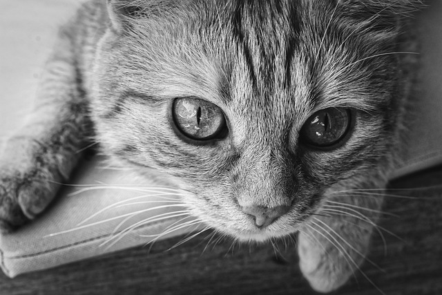 猫咪需要补钙吗？全网最系统科学解析（附实操攻略） 3