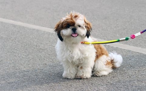 宠物益生菌全网最全深度解析：用科学和智能守护肠道健康