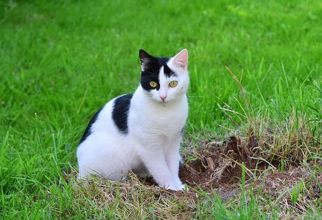 猫咪能不能吃蛋黄?全网最全面科学解析(附实操方案) 4 猫咪能不能吃蛋黄?全网最全面科学解析(附实操方案) 3
