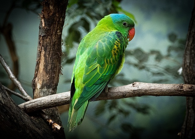 鸟类迁徙追踪技术全网最深度解析：生物学、智能硬件与实操SOP一体化指南 3