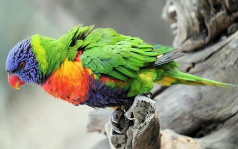 全网最全：鸟语翻译器软件深度解析与实战指南