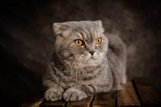 猫咪脂肪肝深度解析指南:成因、AI监测与科学治疗全景图 4 猫咪脂肪肝深度解析指南:成因、AI监测与科学治疗全景图 3