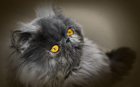 猫咪尿闭怎么办？全网最全深度解析与实操指南