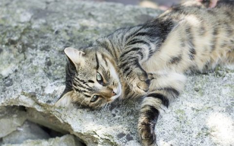 宠物沐浴露推荐全网最全深度解析：科学选择与养护指南