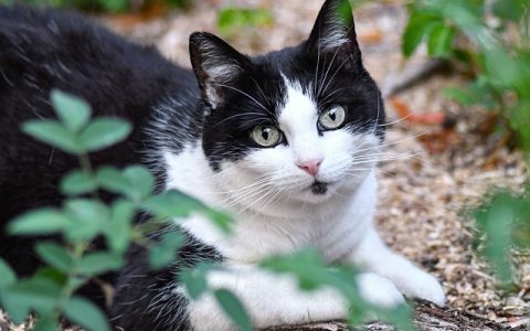 猫咪洗澡应激怎么办？全网最全分步指南与科技赋能深度解析