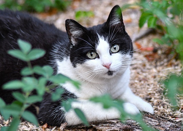猫咪洗澡应激怎么办?全网最全分步指南与科技赋能深度解析 2 猫咪洗澡应激怎么办?全网最全分步指南与科技赋能深度解析 1