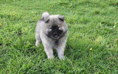 宠物鱼油功效全网最全深度解析与科学用法指南