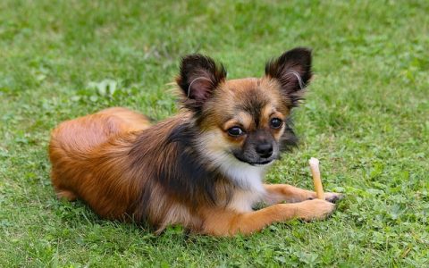 狗狗胰腺炎症状全网最全深度解析：识别信号、科学干预与AI监控新趋势