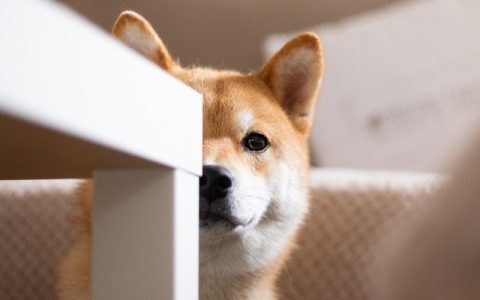 宠物体脂率计算公式：AI赋能下的科学养宠新范式