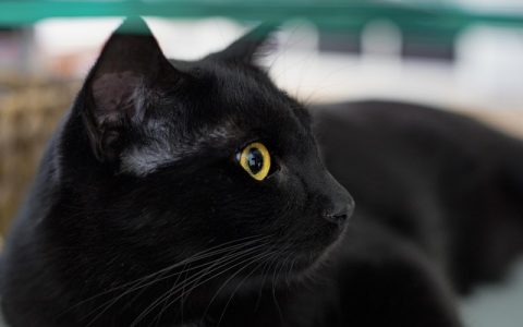 猫咪肥胖的危害：专业解剖与科学控重全流程指南（2026最新版）