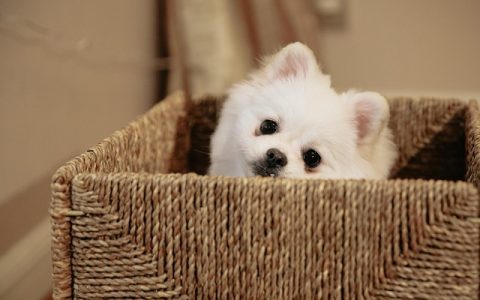 狗狗怕洗澡怎么办？全网最全实用深度指南