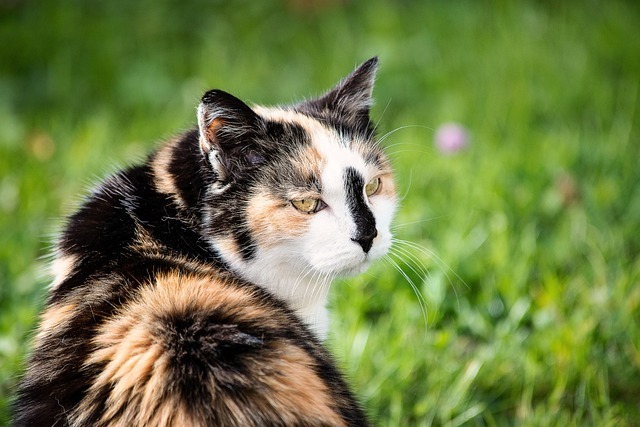 猫咪洗澡应激怎么办?全网最全分步指南与科技赋能深度解析 4 猫咪洗澡应激怎么办?全网最全分步指南与科技赋能深度解析 3