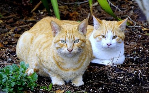 公猫绝育和母猫绝育区别：全网最全科学解析与实操攻略