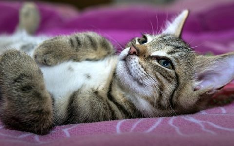 宠物定位项圈防丢深度解析：3大核心原理、智能化实操、避坑指南