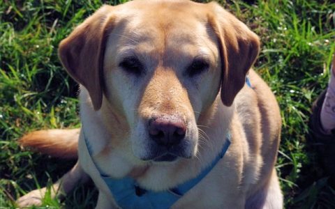 狗狗不出门要驱虫吗？全网最全科学解析与实操指南