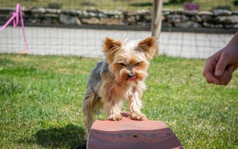 全网最全「狗狗缺钙症状」深度解析与科学应对指南（2026最新版）