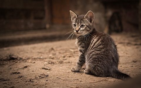 猫咪眼屎多怎么回事？全网最全深度解析与智能解决方案