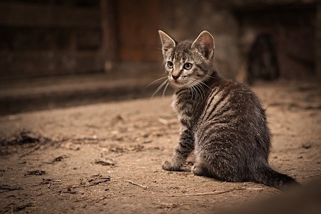 猫咪眼屎多怎么回事？全网最全深度解析与智能解决方案 1