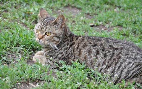 猫咪能不能吃蛋黄？全网最全面科学解析（附实操方案）