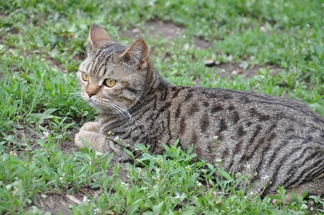 猫咪能不能吃蛋黄?全网最全面科学解析(附实操方案) 2 猫咪能不能吃蛋黄?全网最全面科学解析(附实操方案) 1