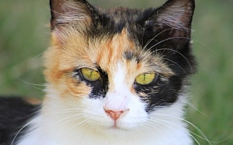 全网最全：猫咪经常呕吐毛球的科学机制与根治方案