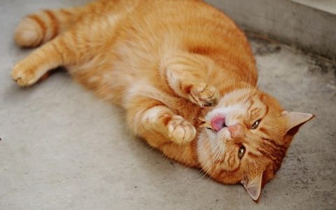 2026最好用的宠物APP推荐：深度解析与科学选择指南