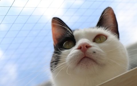 猫咪能不能遛：从科学到实操的全网最深度解析