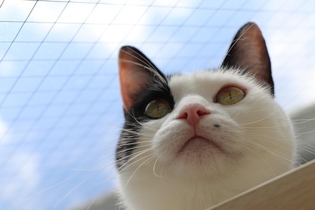 猫咪能不能遛:从科学到实操的全网最深度解析 2 猫咪能不能遛:从科学到实操的全网最深度解析 1