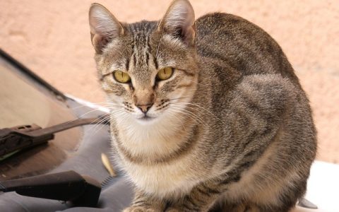 猫咪打喷嚏流鼻涕怎么办？AI专家教你科学应对