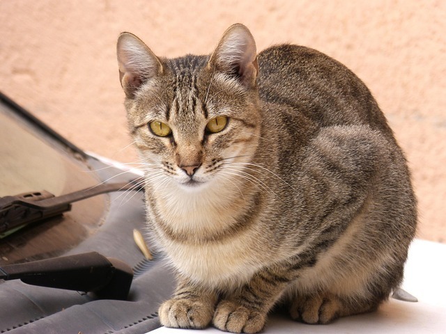 猫咪打喷嚏流鼻涕怎么办?AI专家教你科学应对 2 猫咪打喷嚏流鼻涕怎么办?AI专家教你科学应对 1