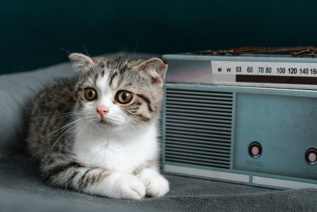 猫狗双全怎么养?全网最强科学养护指南 6 猫狗双全怎么养?全网最强科学养护指南 5